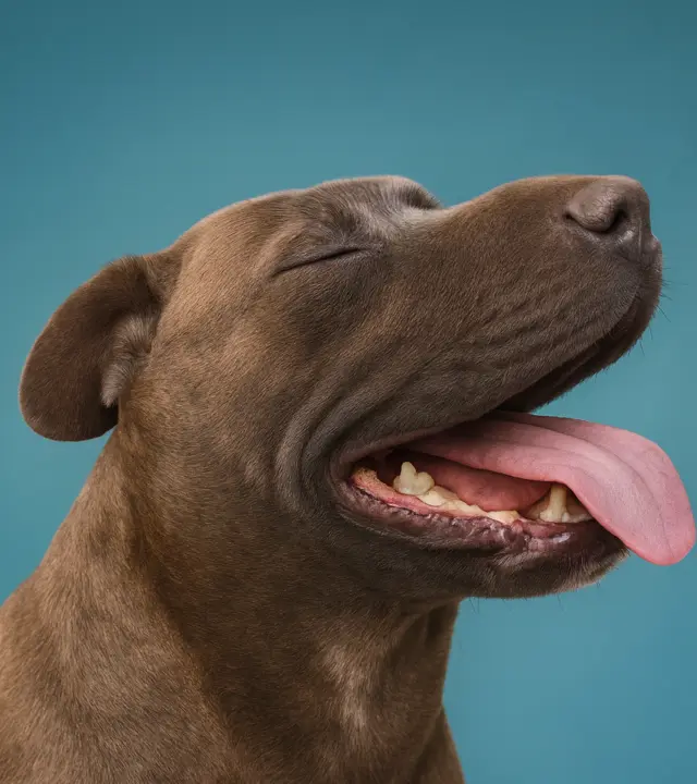 Happy client dog