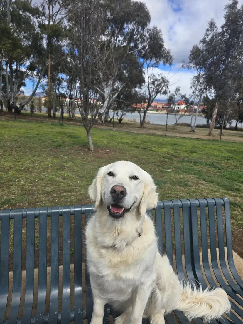 Dog enjoying the outdoors
