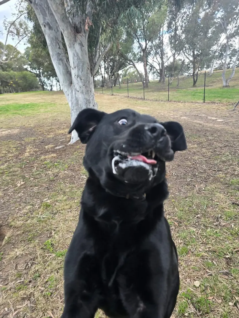 Dog with Wags on Wheels team