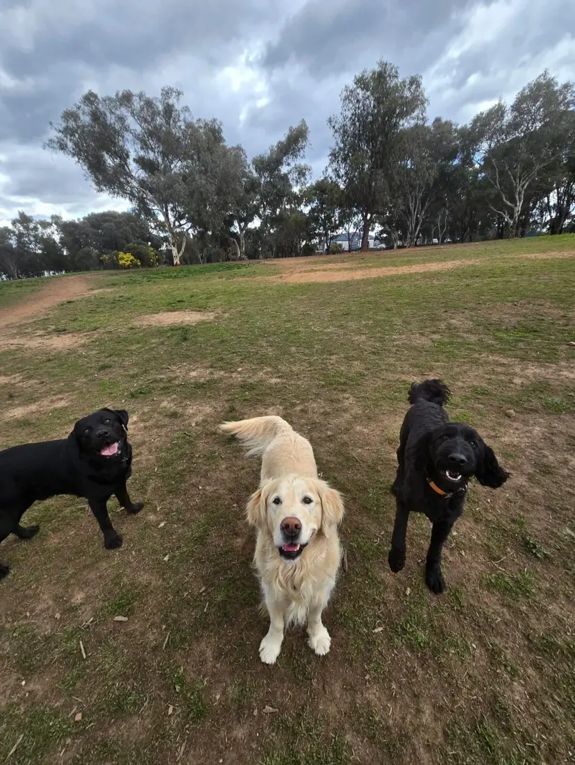 Dog after a walk