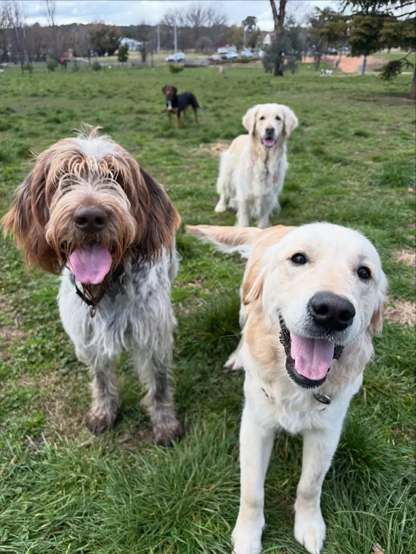 Dog with a friend