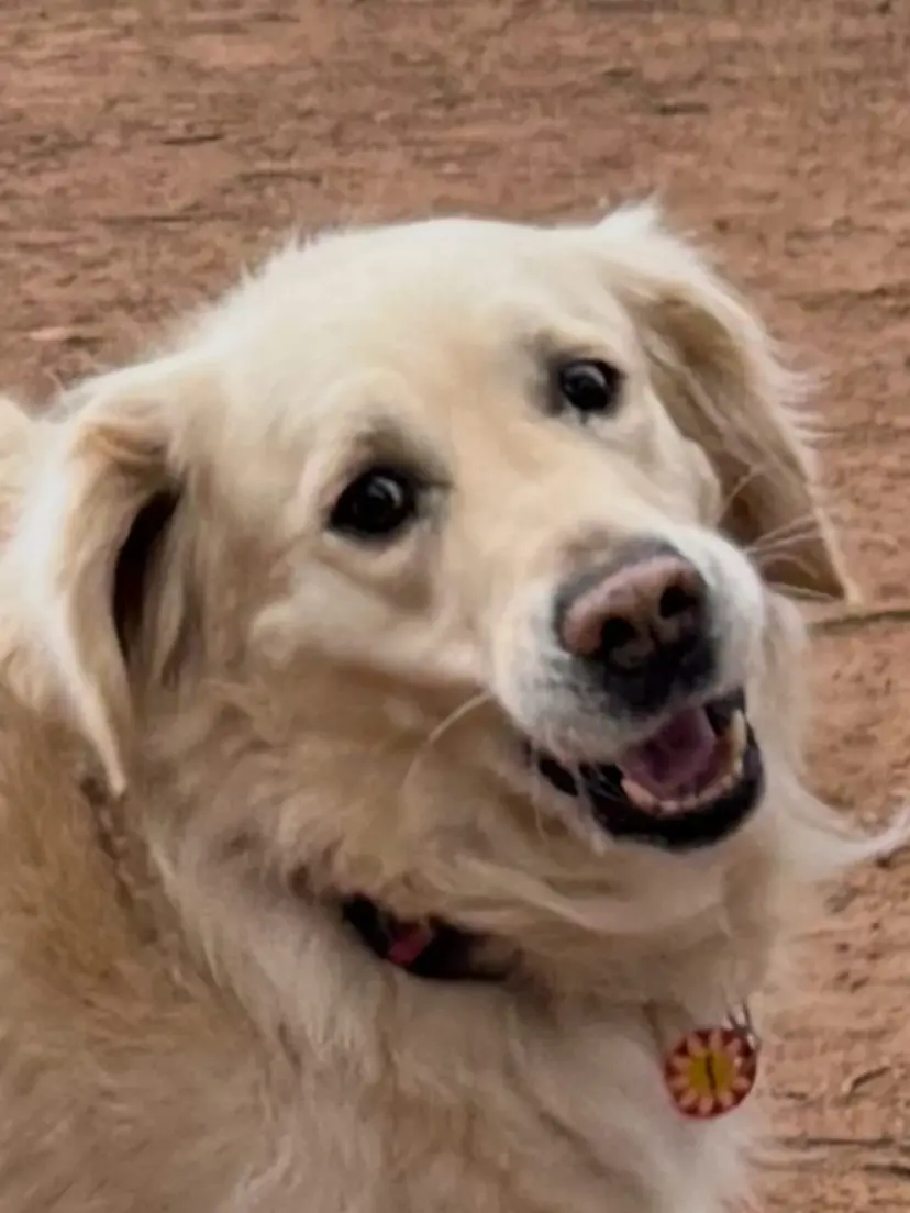 Dog at the park