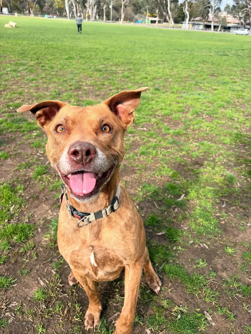 Dog on a Canberra adventure